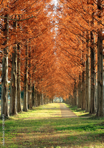 秋のメタセコイア並木道