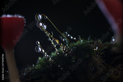 Glitter droplet on moss flower tip with red mushroom and dark background  photo