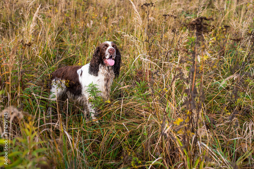 The gun dog runs in the wild grass autumn field. English springer spaniel Breeds