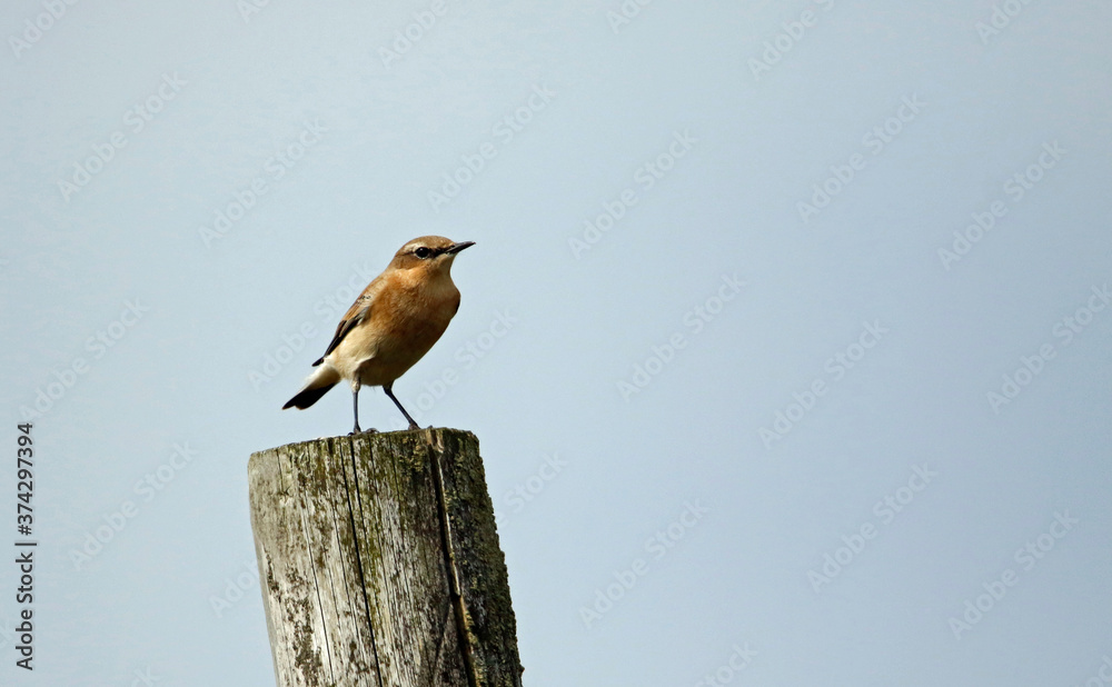 Northern wheatear perched on a fence post on the moors Northern wheatear perched on a fence post on the moors