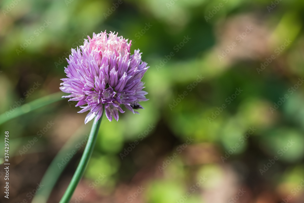 Close up of a purple onion flower in the garden on a sunny summer day Close up of a purple onion flower in the garden on a sunny summer day