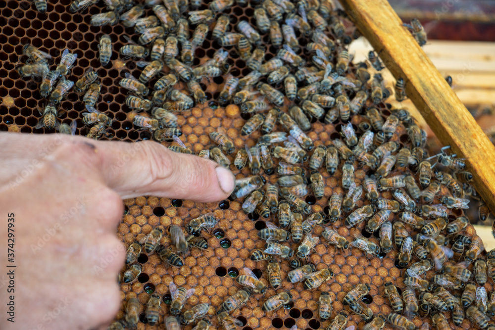 Le travail des abeilles pour la production du miel Le travail des abeilles pour la production du miel