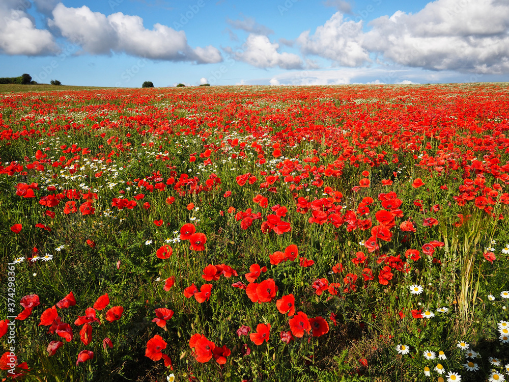 Bright red poppy flower field with blue sky behind Bright red poppy flower field with blue sky behind
