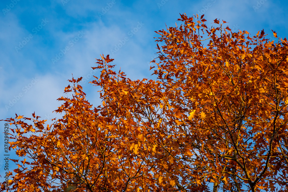 Huge oak tree with golden autumn leaves at sunset against blue sky. Close-up. Leaves glow in sun at sunset. Autumn landscape garden. North Caucasus nature concept for design Huge oak tree with golden autumn leaves at sunset against blue sky. Close-up. Leaves glow in sun at sunset. Autumn landscape garden. North Caucasus nature concept for design