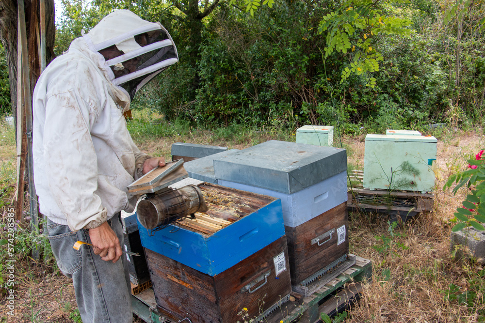 Le travail des abeilles pour la production du miel Le travail des abeilles pour la production du miel