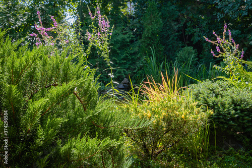 Cossack juniper Juniperus sabina Tamariscifolia on blurred background of water surface of pond. Selective focus. Evergreen landscaped garden. Lythrum salicaria or purple loosestrife in background.