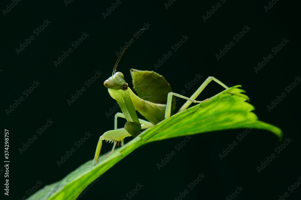 The giant asian mantis or indochina mantis The giant asian mantis or indochina mantis