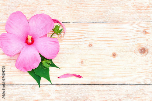 pink hibiscus flower and green leaves on a white wooden background