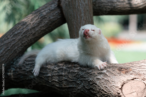 The rare albino angora ferret lies on a tree on a summer day. Ferret licks nose.
