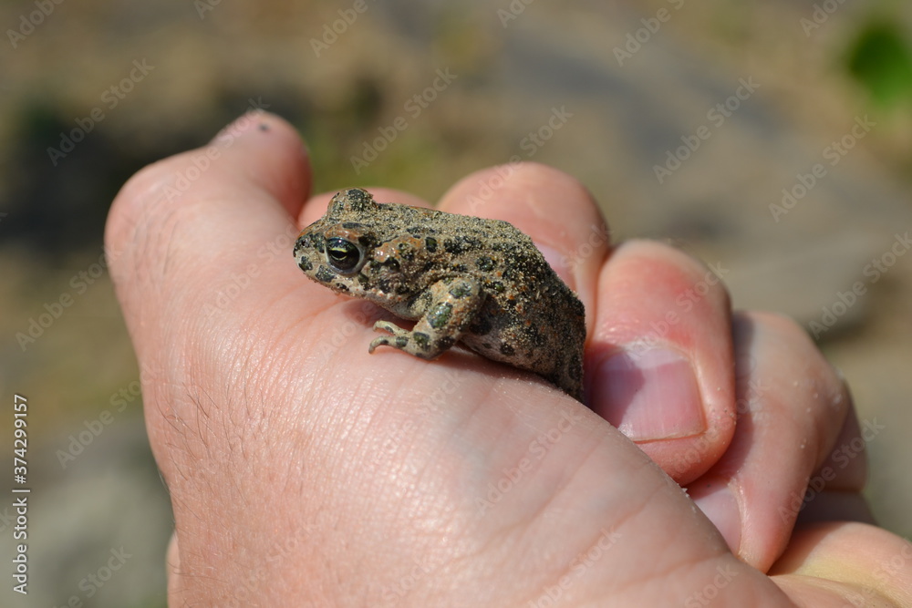 frog on a hand frog on a hand