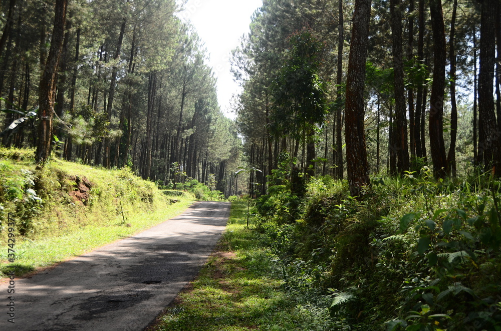 Fototapeta premium beautiful pine forest on the slopes of the mountain.