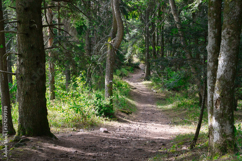 Waldweg in den Vogesen in frankreich