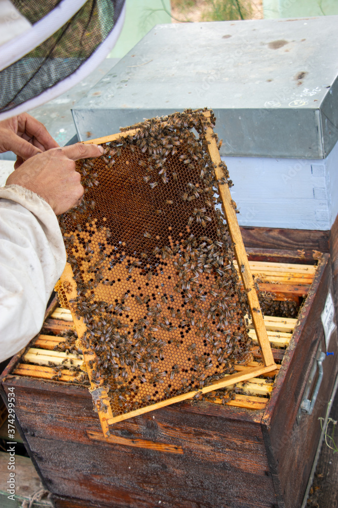 Le travail des abeilles pour la production du miel Le travail des abeilles pour la production du miel