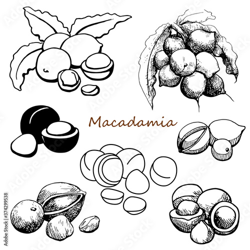 Set Macadamia nuts. Hand drawn sketch graphics elements,black and white