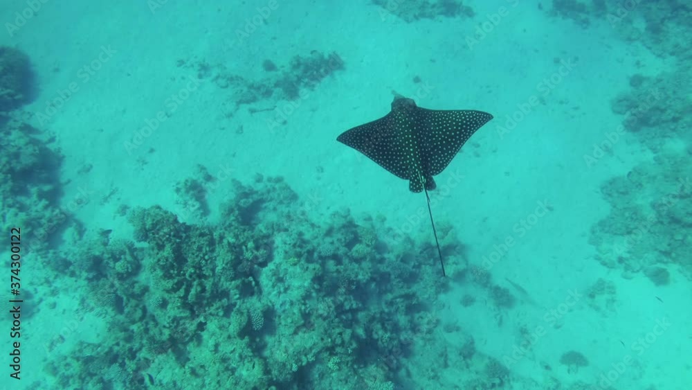 eagle ray and sea