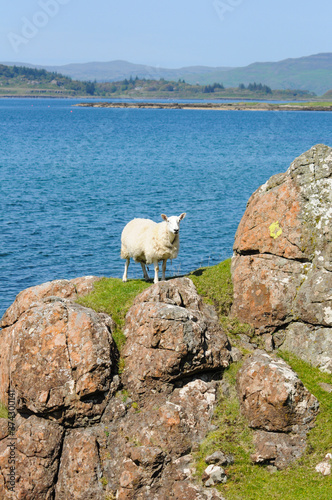 Sheep on rock, Isle of Mull, Scotland