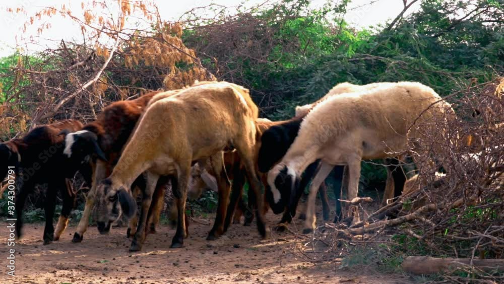 Goat and sheep grazing,Goats in the animal farm closeup of goat head and goat body,Group of black and brown goats in a forest, selective focus Goat and sheep grazing,Goats in the animal farm closeup of goat head and goat body,Group of black and brown goats in a forest, selective focus