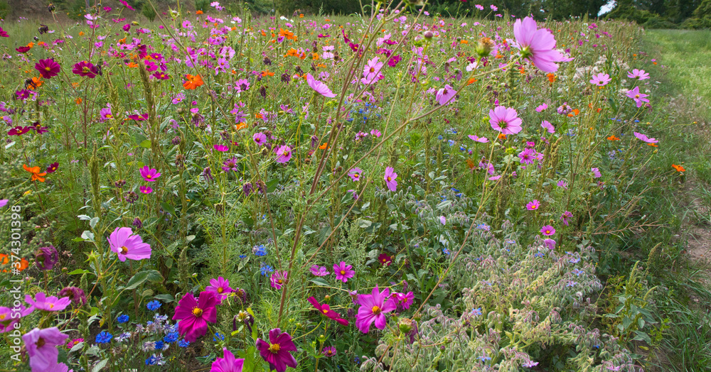 Blumenwiese im Elsass Blumenwiese im Elsass