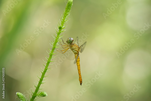 close up of a dragonfly © abdul gapur dayak