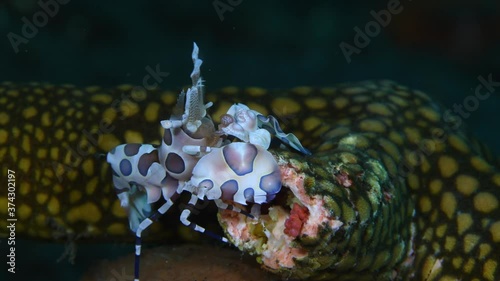 Harlequin shrimp - Hymenocera picta (feeding on a starfish). Underwater macro video. Tulamben, Bali, Indonesia. photo