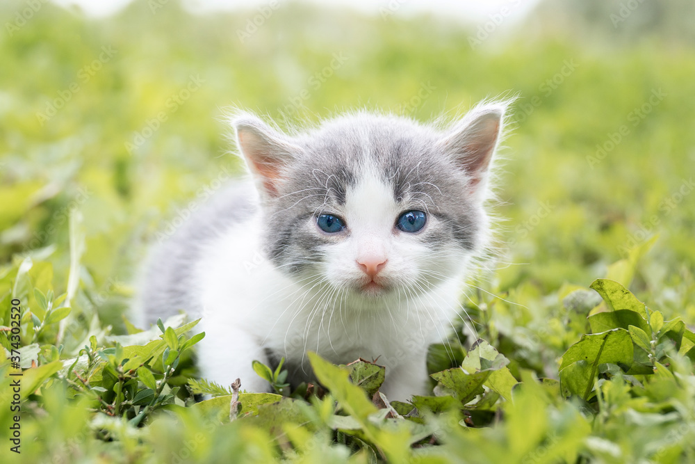 kitten on the grass..