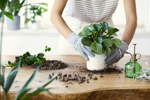 Fototapeta Naklejka Na Ścianę i Meble -  Woman gardeners transplanting plant in ceramic pots on the design wooden table. Concept of home garden. Spring time. Stylish interior with a lot of plants. Taking care of home plants. Template.