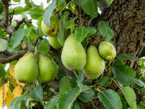 Large green pears developing on a pear tree in summer
