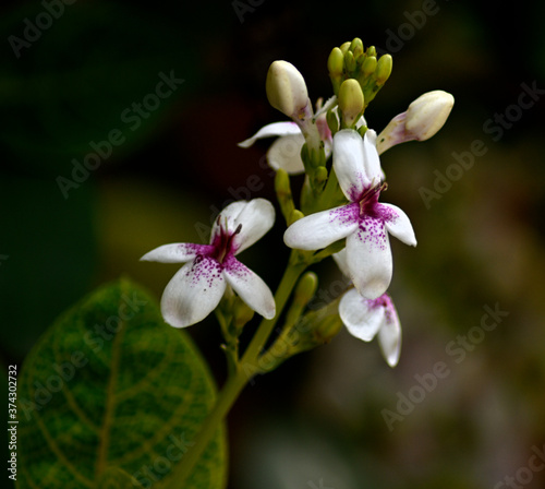 pink & White flower on a green background