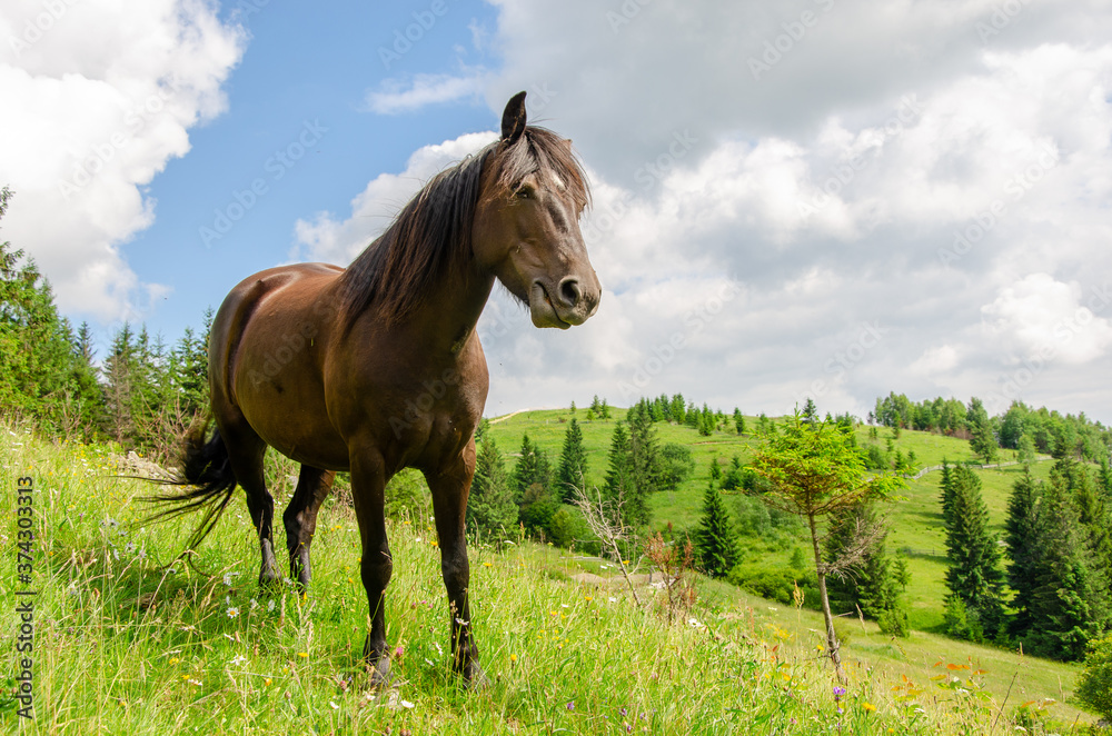 Brown horse on a meadow in the carpathian mountains on a summer day