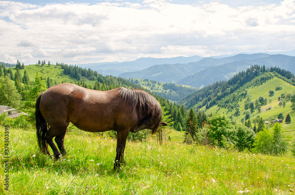 Brown horse on a meadow in the carpathian mountains on a summer day