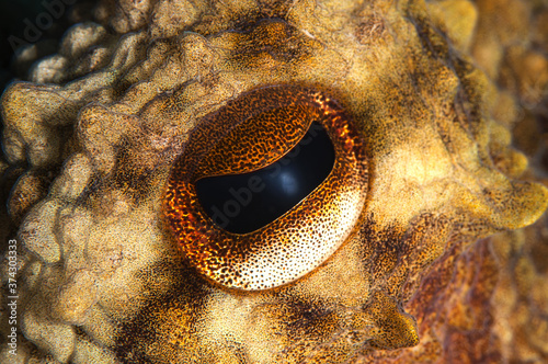 Close-up octopus eye (Octopus vulgaris Cuvier, 1797) Gallipoli, Canakkale/ Turkey. photo