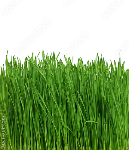 juicy and green young grass on a white background