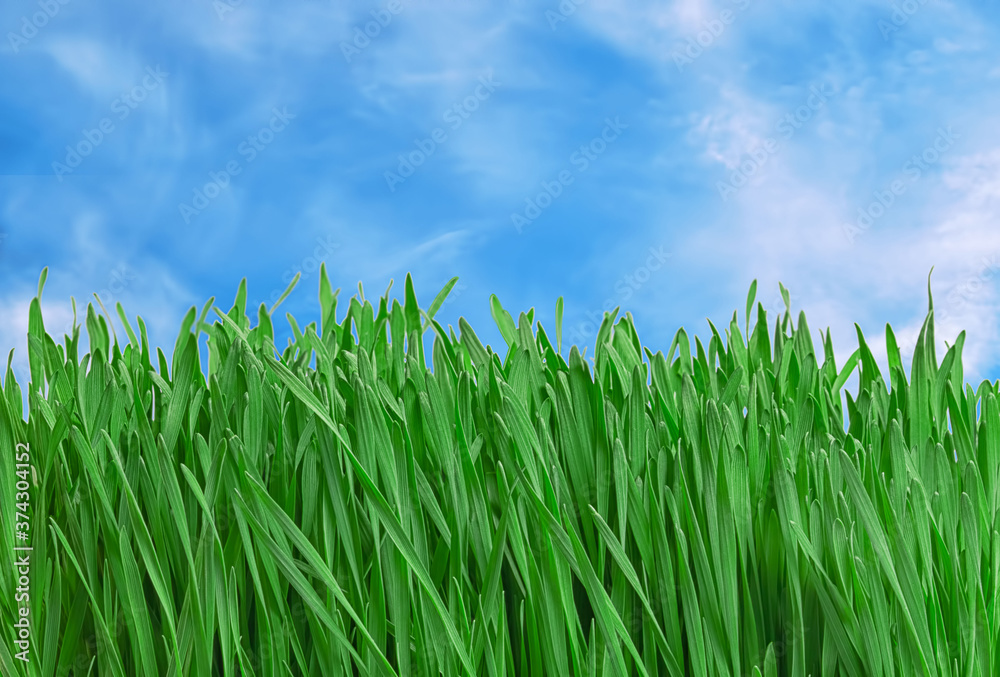 Obraz premium juicy and green young grass against the background of a blue sky.