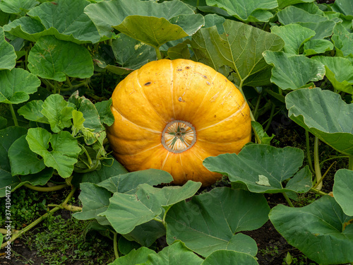 Large colourful yellow pumpkin developing on a plant on the ground