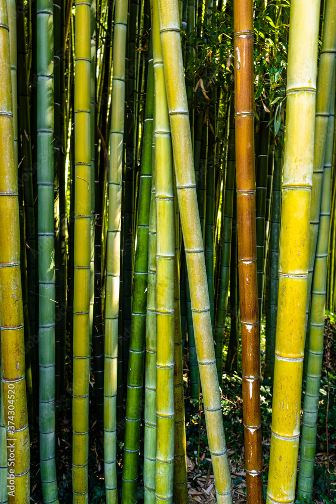 Fototapeta premium Bamboo