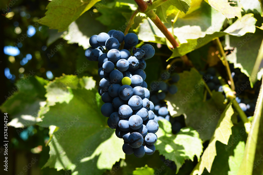 Tasty and ripe fruits of black small wine grapes growing on derevier vines. Tasty and ripe fruits of black small wine grapes growing on derevier vines.