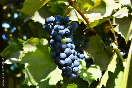 Tasty and ripe fruits of black small wine grapes growing on derevier vines.