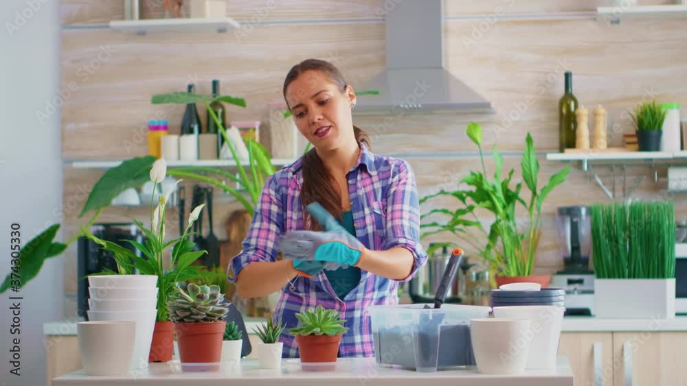 Woman house planting in kitchen using gardening gloves. Using fertil soil with a shovel into pot, white ceramic pot and houseflower, plants, prepared for replanting at home for house decoration. Woman house planting in kitchen using gardening gloves. Using fertil soil with a shovel into pot, white ceramic pot and houseflower, plants, prepared for replanting at home for house decoration.