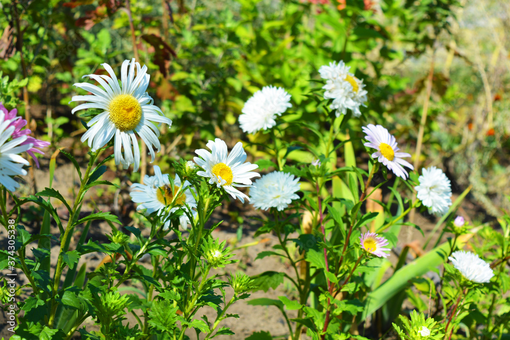 Bright flowers with small petals growing in the bright summer sun. Extraordinary, delicate aystras, asteraceae in all their beauty located along the street of the city of Dnipro. Bright flowers with small petals growing in the bright summer sun. Extraordinary, delicate aystras, asteraceae in all their beauty located along the street of the city of Dnipro.