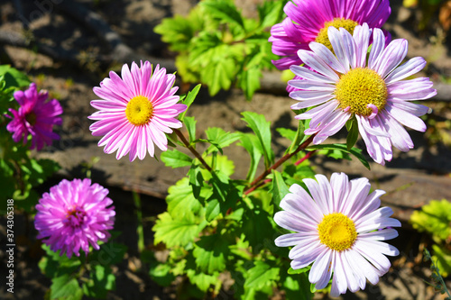 Bright flowers with small petals growing in the bright summer sun. Extraordinary  delicate aystras  asteraceae in all their beauty located along the street of the city of Dnipro.