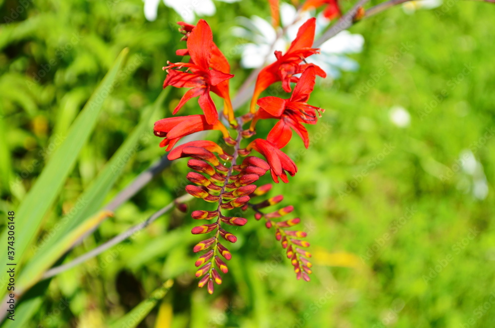Flower bed with red crocosmia flowers in a garden. Flower bed with red crocosmia flowers in a garden.