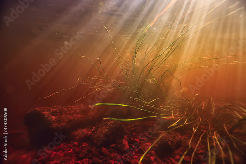 underwater photo of freshwater pond / underwater landscape with sun rays and underwater ecosystem, algae and water lilies © kichigin19