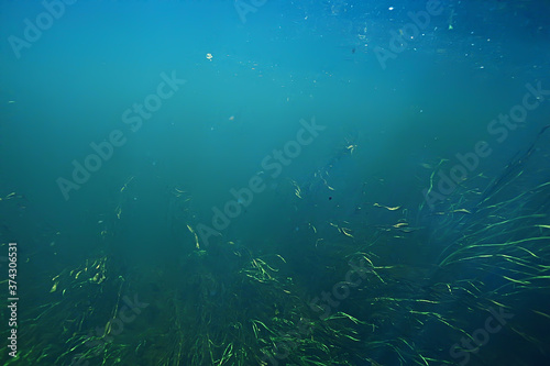 underwater texture of water in a lake / underwater photo freshwater ecosystem, water texture background