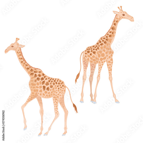 Vector realistic cute two giraffes with watercolor effect