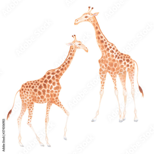 Vector realistic cute two giraffes with watercolor effect