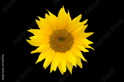 Bright yellow sunflower isolated on black background. 