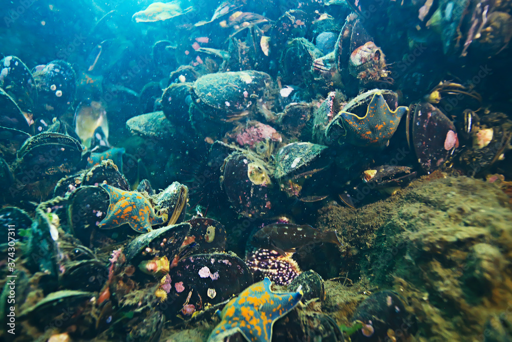 Fototapeta premium shell mussels on the sea bottom underwater photo