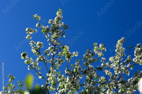 spring background blossoms apple-tree
