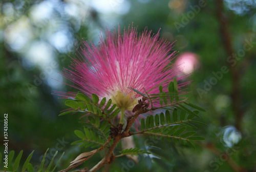 Closeup of a Persian silk tree flower in a field at daylight with a blurry background photo