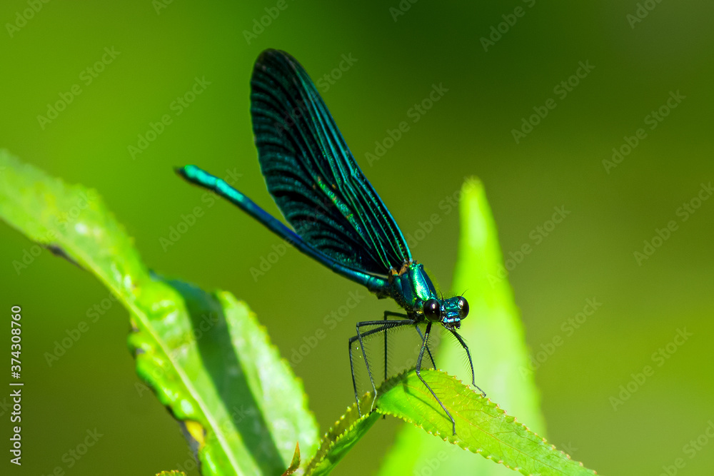 Macro shot of blue dragonfly on a green branch Macro shot of blue dragonfly on a green branch